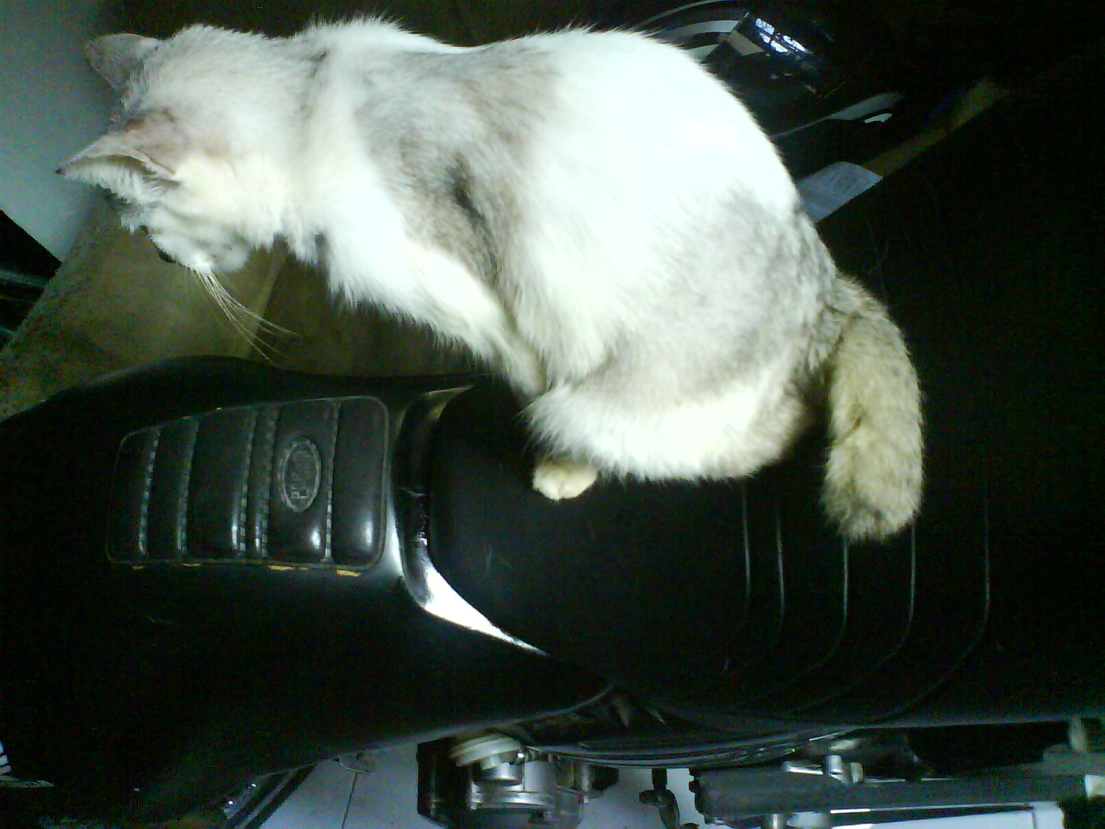 Kucing Doyan Motor Motorklassikku